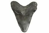 Fossil Megalodon Tooth - South Carolina #340164-1